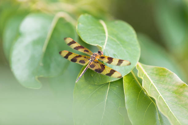 Top view of striped dragonfly with intricate wing detail on green leaf background