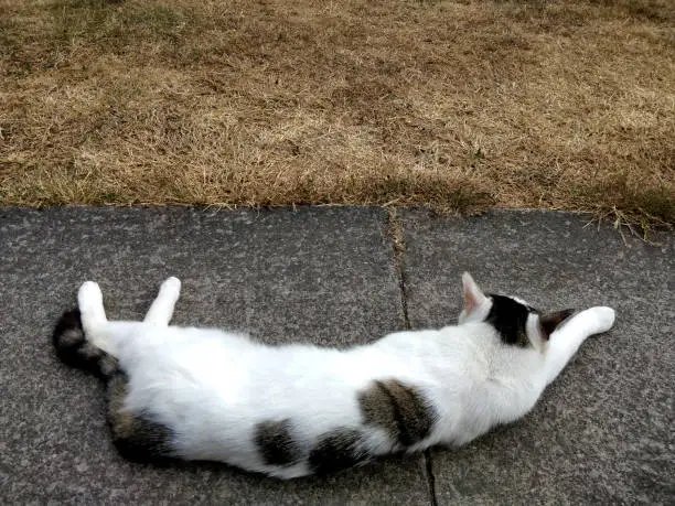 Cat laying on the pavement next to some grass in on a hot summer day