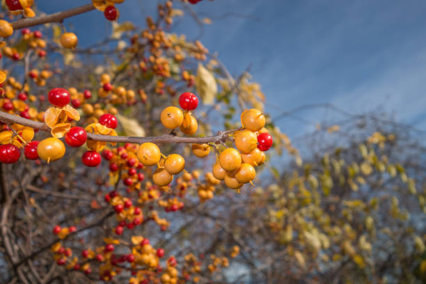 Bittersweet in autumn close-up of bittersweet berries in autumn with blue sky in background bittersweet berry stock pictures, royalty-free photos & images