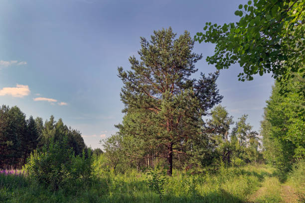 Forest trees. nature green wood sunlight backgrounds