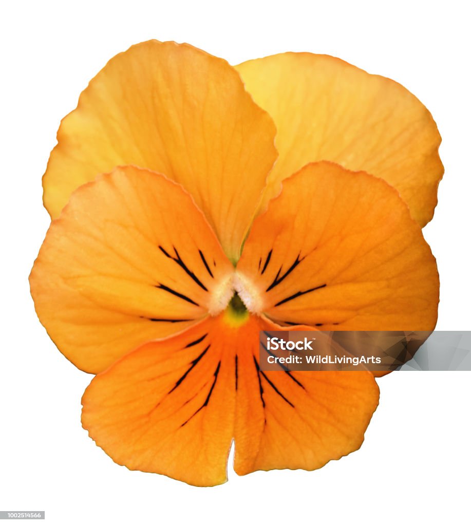 Photo libre de droit de Fleur Pensee Orange Jaune Cut Out Sur Fond Blanc  banque d'images et plus d'images libres de droit de Fleur - Flore - Fleur -  Flore, Fond blanc,