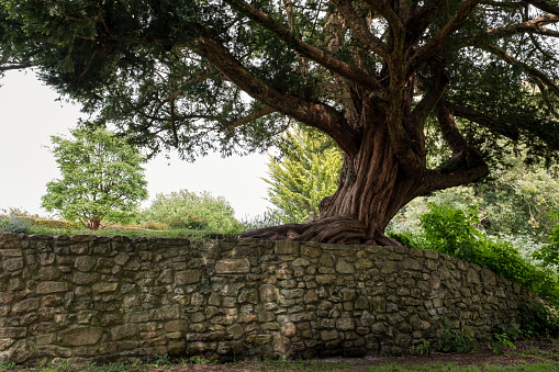 Old wall and tree. The stories they could tell! Somerset, England