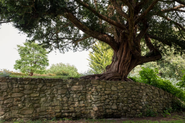 Old Wall and Tree Old wall and tree. The stories they could tell! Somerset, England old stone wall stock pictures, royalty-free photos & images