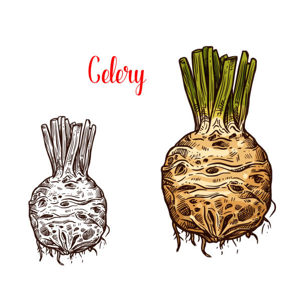 Fresh celery root sketches color and monochrome Celery round root, fresh healthy food, monochrome and color sketches. Healthy organic vegetable full of vitamins. Picante tasty hard natural edible celery used in salads and dishes vector isolated. Celeriac stock illustrations