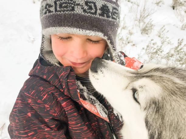 Boy and his Siberian Husky play in the snow on a snowy, winter day. Dog licks and kisses boys face.