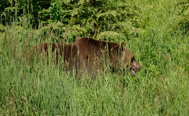 versteckte grizzlybär - british columbia glacier national park british columbia wildlife canada stock-fotos und bilder