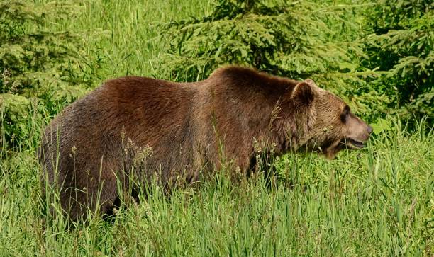 grizzlybären bear - british columbia glacier national park british columbia wildlife canada stock-fotos und bilder