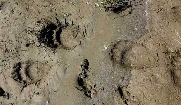 A set of Blackbear tracks on a river bank in British Columbia, Canada.