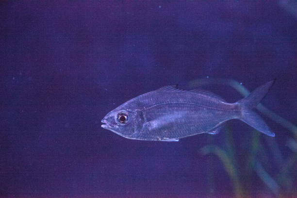 istock Clear Blue green chromis Chromis viridis 1002533440