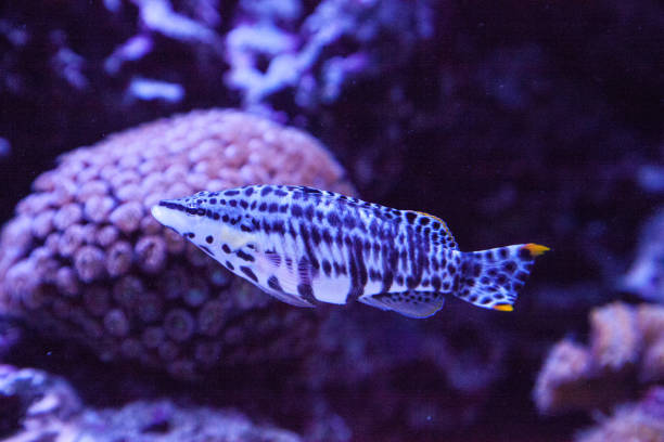 istock Dalmation molly tropical fish Poecilia latipinna 1002536952
