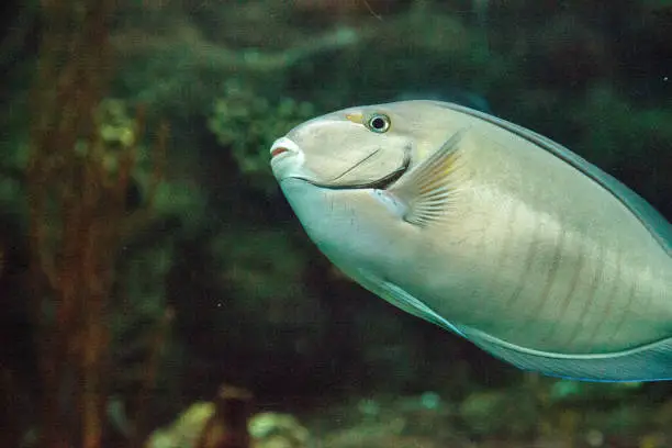 Doctorfish tang Acanthurus chirurgus is found in the Atlantic Ocean.