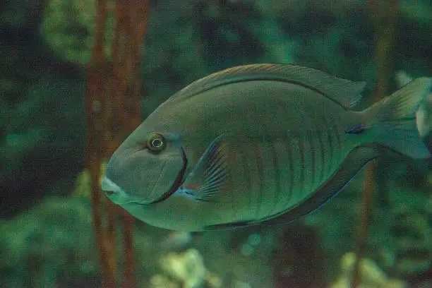 Doctorfish tang Acanthurus chirurgus is found in the Atlantic Ocean.