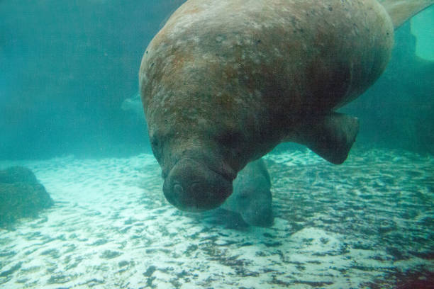 istock Florida manatee also called the West Indian manatee 1002544134