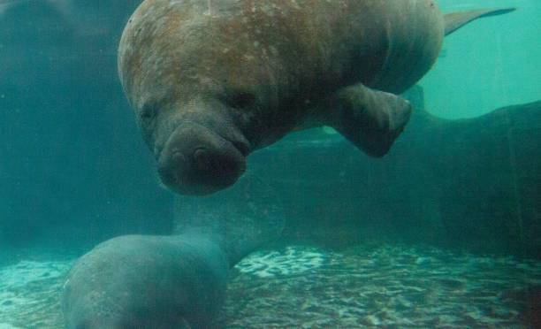 istock Florida manatee also called the West Indian manatee 1002544166