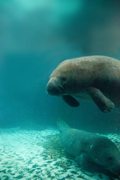 istock Florida manatee also called the West Indian manatee 1002544214