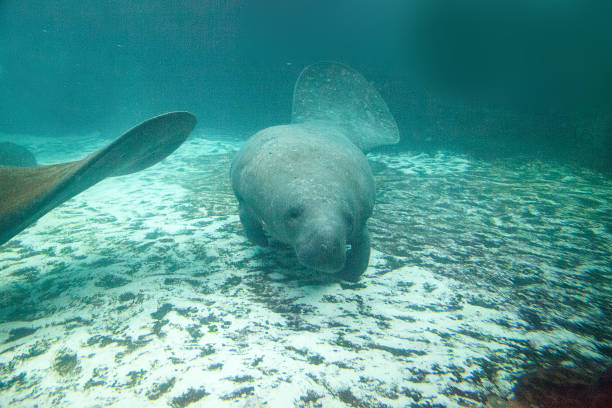 istock Florida manatee also called the West Indian manatee 1002544268