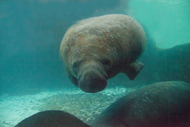 istock Florida manatee also called the West Indian manatee 1002544304