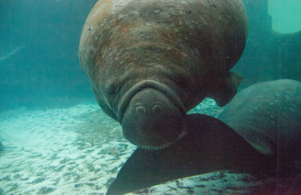istock Florida manatee also called the West Indian manatee 1002544306