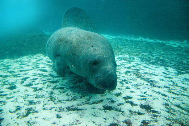 istock Florida manatee also called the West Indian manatee 1002544328