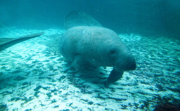 istock Florida manatee also called the West Indian manatee 1002544332