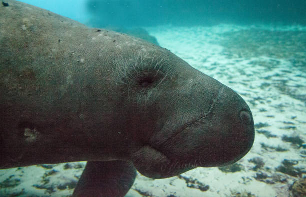 istock Florida manatee also called the West Indian manatee 1002544386