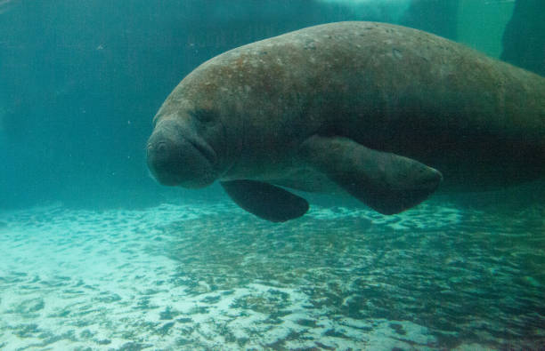 istock Florida manatee also called the West Indian manatee 1002544414