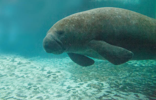 istock Florida manatee also called the West Indian manatee 1002544458