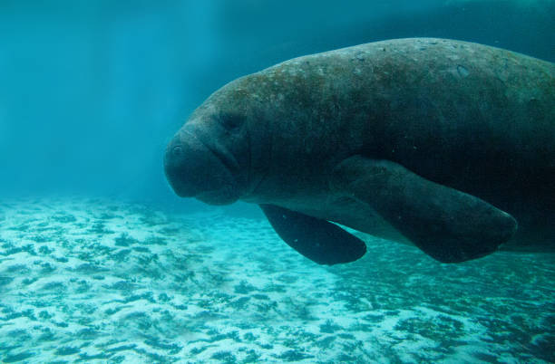 istock Florida manatee also called the West Indian manatee 1002544462