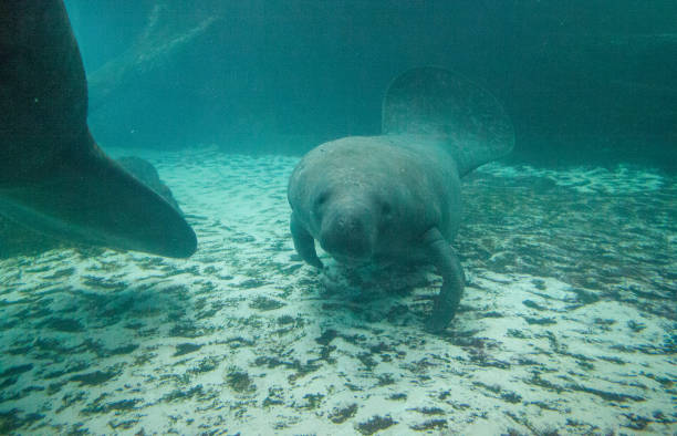 istock Florida manatee also called the West Indian manatee 1002544680