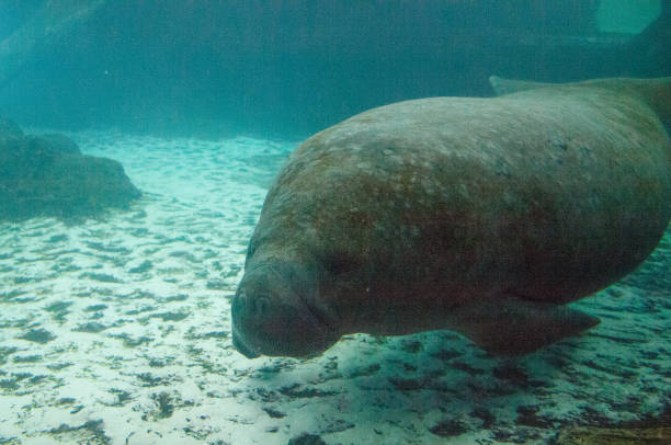istock Florida manatee also called the West Indian manatee 1002544682
