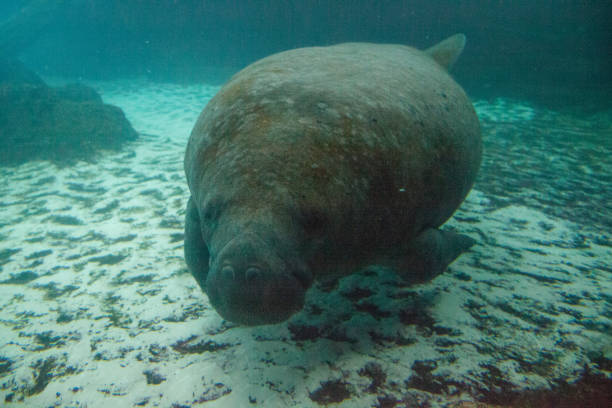 istock Florida manatee also called the West Indian manatee 1002544792