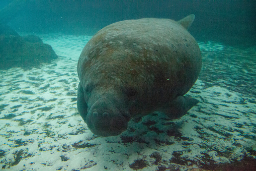 Florida manatee also called the West Indian manatee or sea cow Trichechus manatus swims in brackish water.