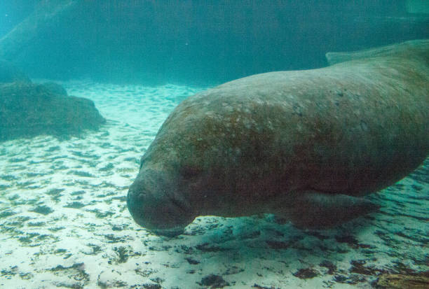 istock Florida manatee also called the West Indian manatee 1002544796