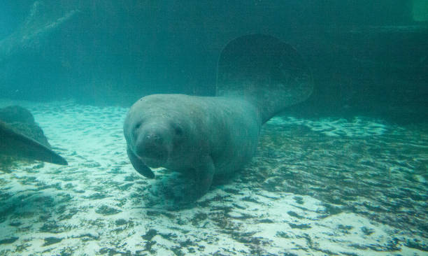 istock Florida manatee also called the West Indian manatee 1002544940