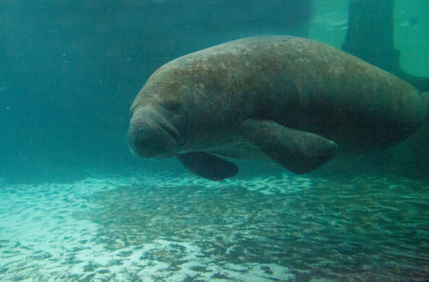 istock Florida manatee also called the West Indian manatee 1002544942