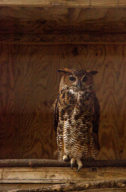 istock Great Horned owl Bubo virginianus 1002551052