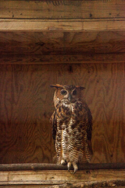 istock Great Horned owl Bubo virginianus 1002551092
