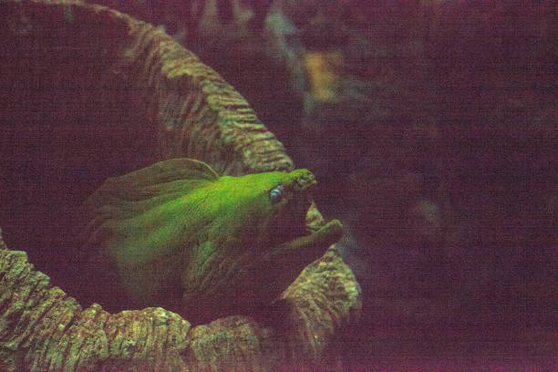 istock Green moray eel Gymnothorax funebris 1002551232