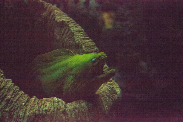 istock Green moray eel Gymnothorax funebris 1002551360