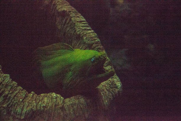 istock Green moray eel Gymnothorax funebris 1002551366