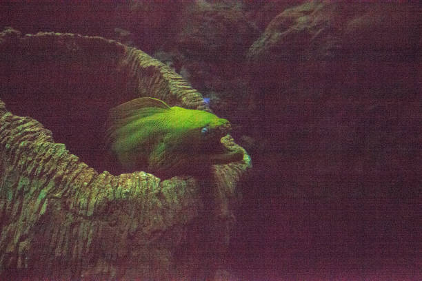 istock Green moray eel Gymnothorax funebris 1002551372