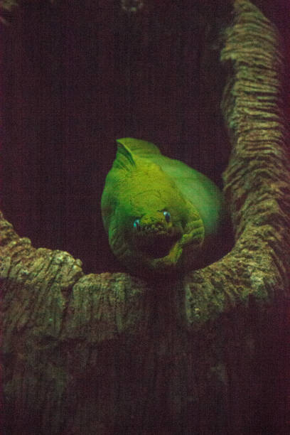 istock Green moray eel Gymnothorax funebris 1002551452