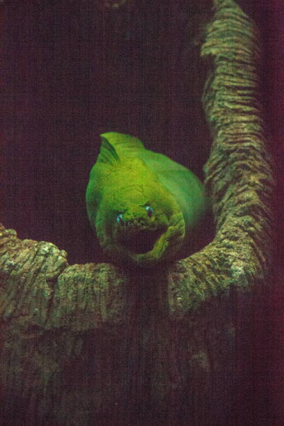 Green moray eel Gymnothorax funebris