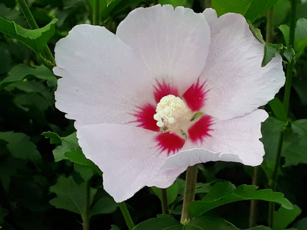 Flor Nacional De Corea Mugunghwa Rose Of Sharon Foto de stock y más banco de imágenes de Aire libre - Aire libre, Corea del Sur, Culturas - iStock Flor Nacional De Corea Mugunghwa Rose Of Sharon Foto de stock y más banco de imágenes de Aire libre - Aire libre, Corea del Sur, Culturas - iStock