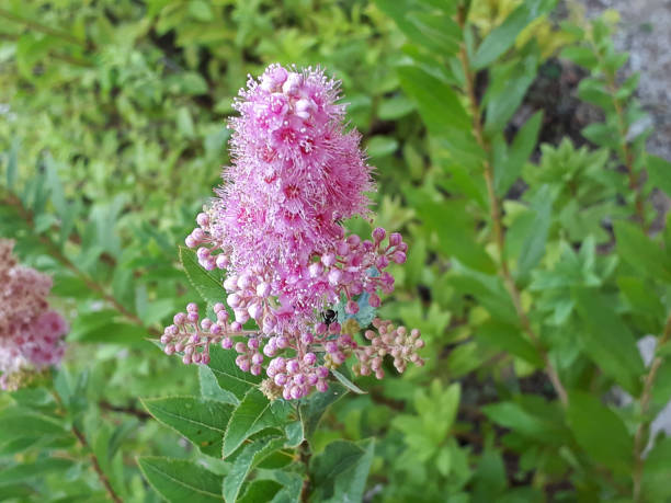 istock flowers blooming in Korea in summer 1002557776