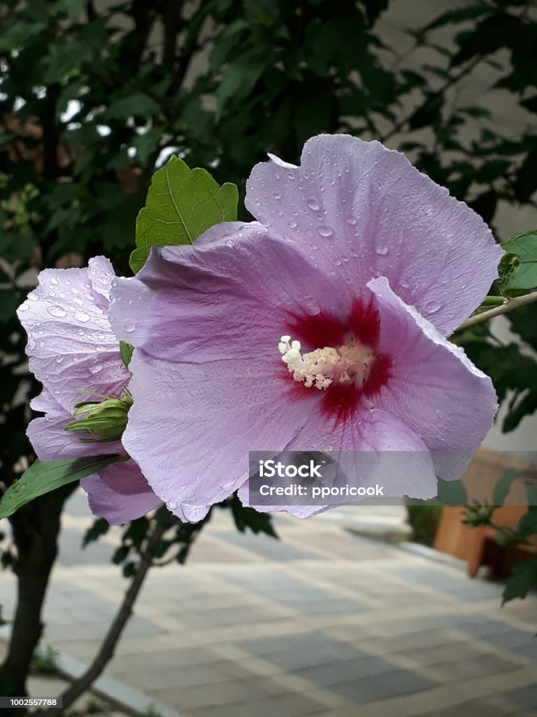 Flor Nacional De Corea Mugunghwa Rose Of Sharon Foto de stock y más banco de imágenes de Aire libre - Aire libre, Corea del Sur, Culturas - iStock Flor Nacional De Corea Mugunghwa Rose Of Sharon Foto de stock y más banco de imágenes de Aire libre - Aire libre, Corea del Sur, Culturas - iStock