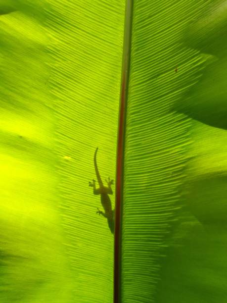istock The shadow of the lizard on the leaves. 1002558318
