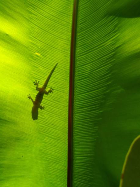 istock The shadow of the lizard on the leaves. 1002558340