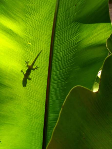 istock The shadow of the lizard on the leaves. 1002558344