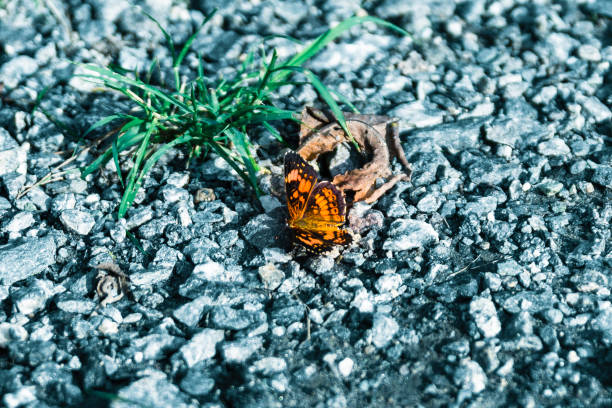 Vanessa atalanta Red Admiral Butterfly Insect. Digitally Enhanced Photograph.